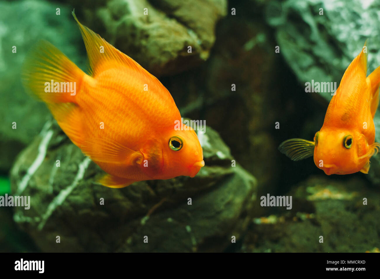 Aquarium Fische - Red Parrot Cichlid Stockfoto