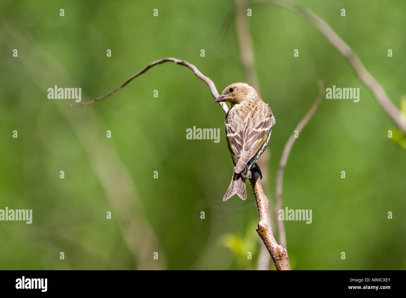 Eine einzelne Kiefer siskin ist an einer Extremität thront. Stockfoto