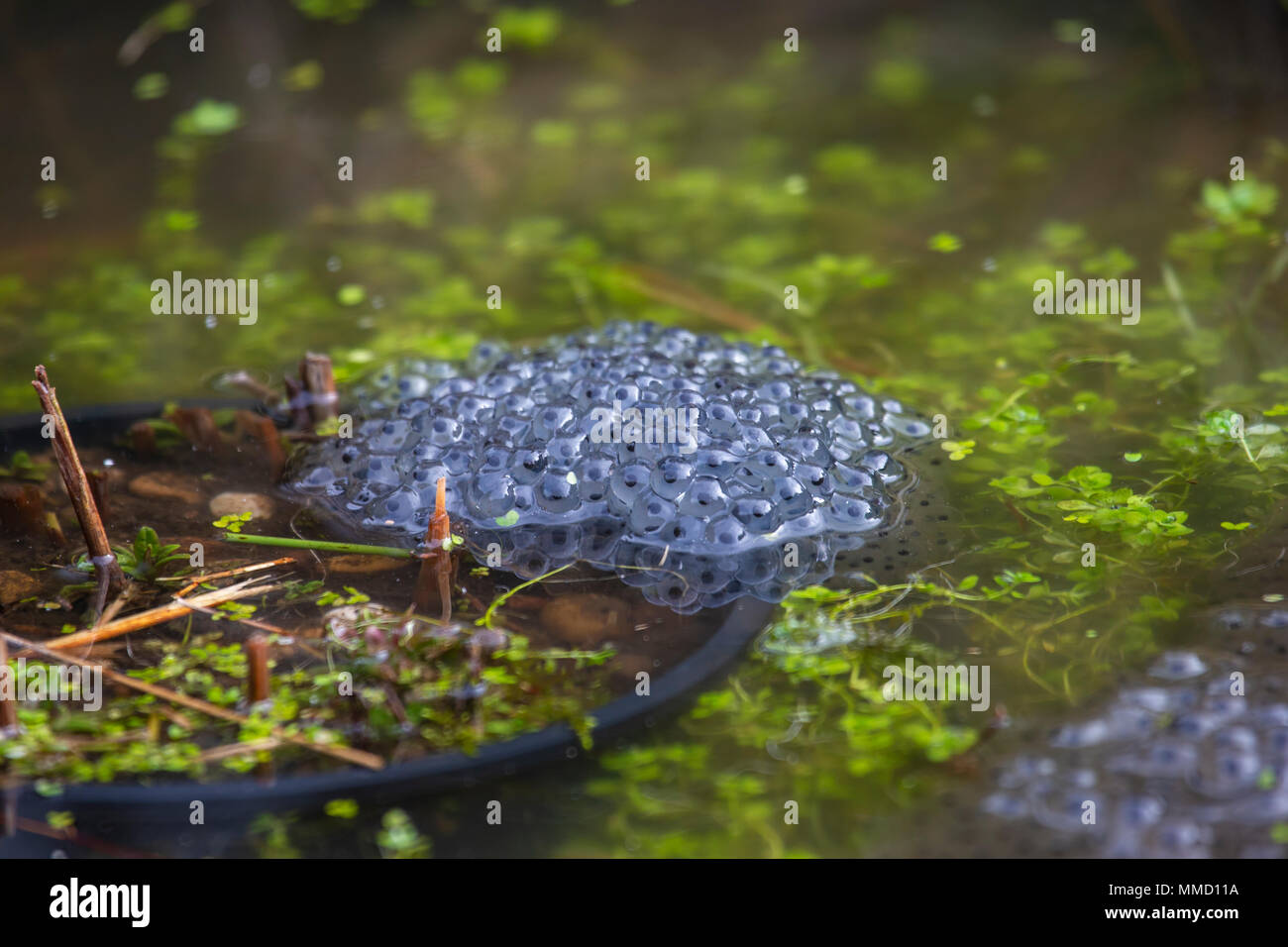 Grasfrosch im heimischen Garten Teich Laich Stockfoto