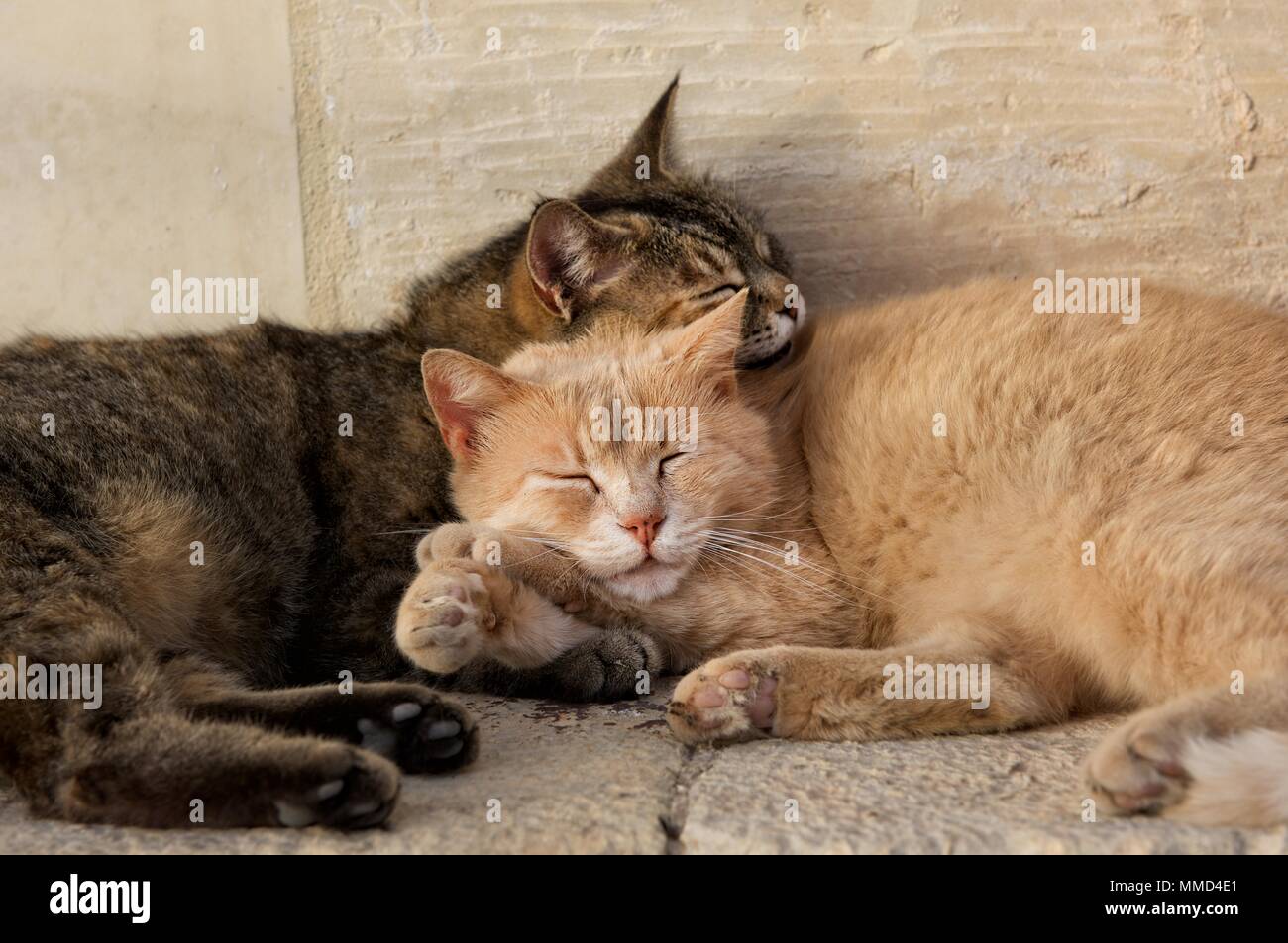 Zwei Katzen, braun und gelb, Cat entspannend draußen. Liebe Stockfoto