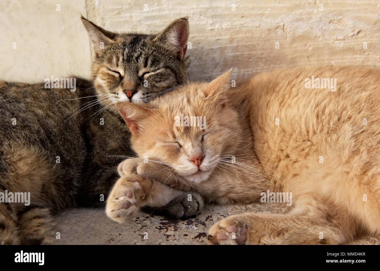Zwei Katzen, braun und gelb, Cat entspannend draußen. Liebe Stockfoto