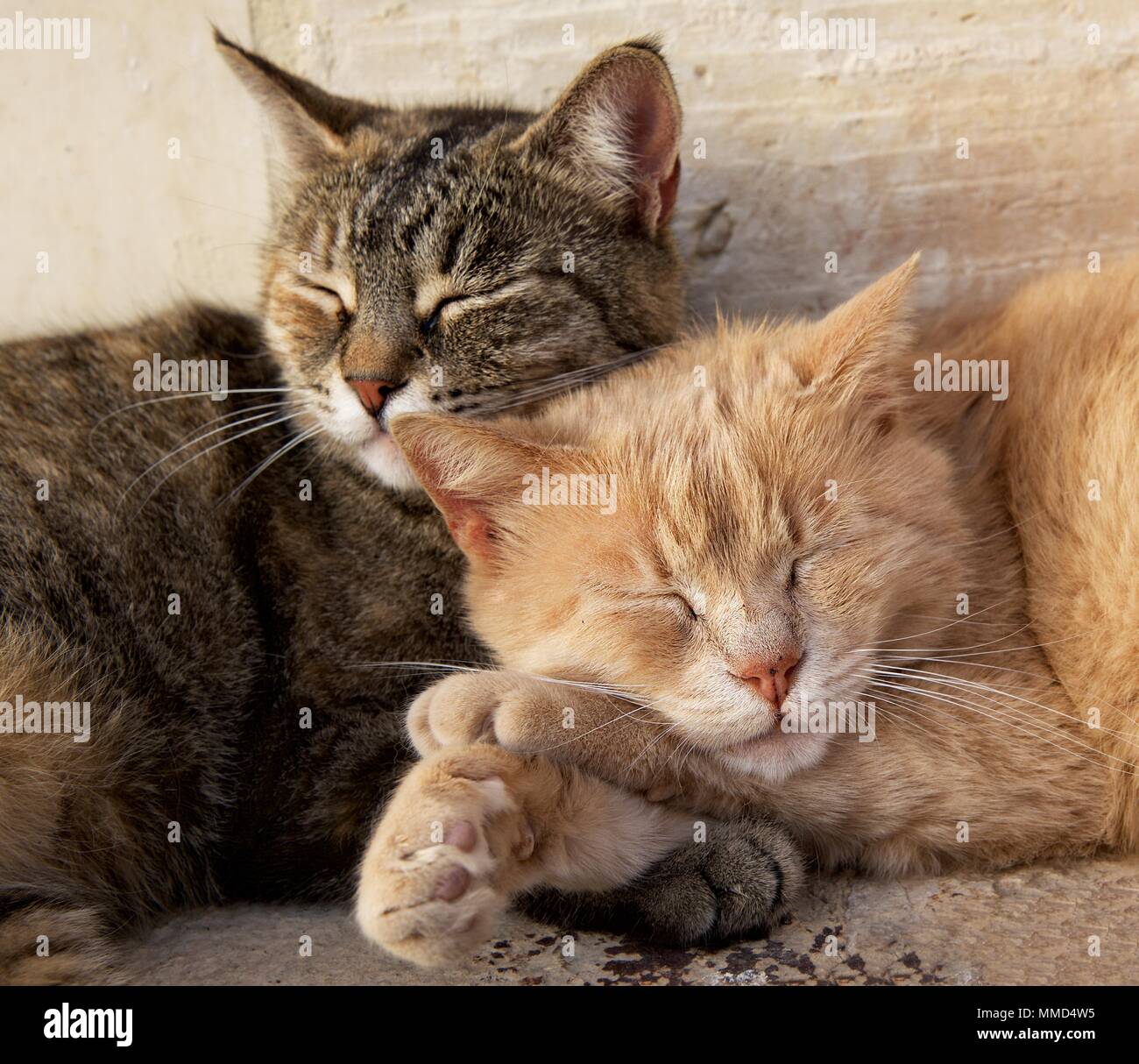 Zwei Katzen, braun und gelb, Cat entspannend draußen. Liebe Stockfoto