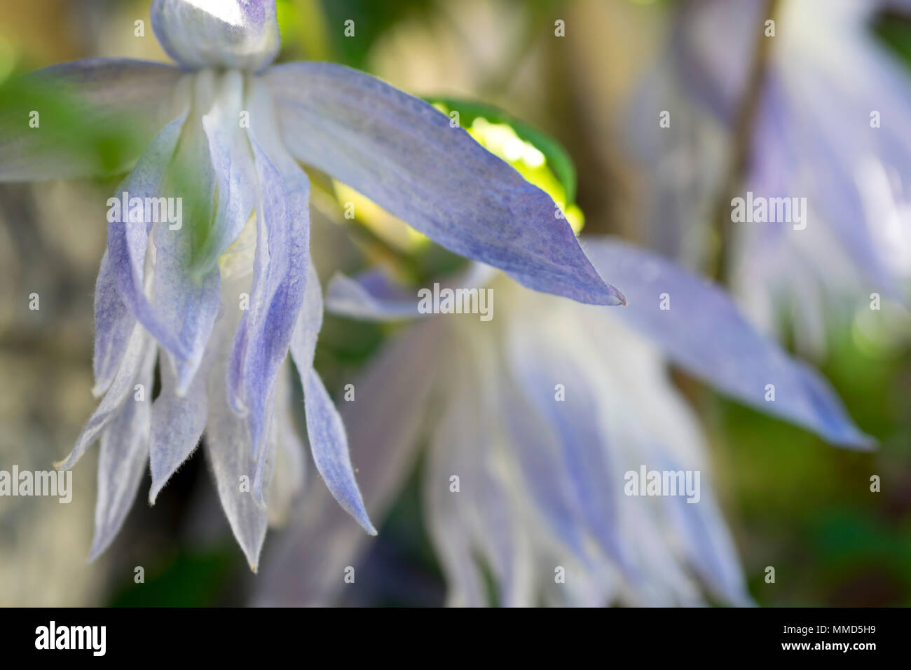 Clematis Macropetala blüht im Mai 2018 fotografiert, in einem Garten in England. Stockfoto