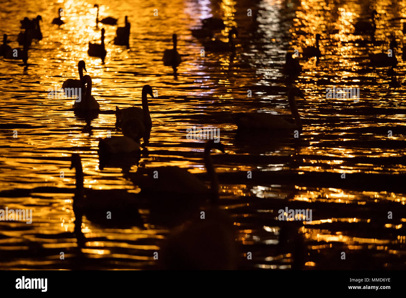 Gruppe der Schwäne schwimmen in Moldau in Prag. Nacht der Fotografie Stockfoto