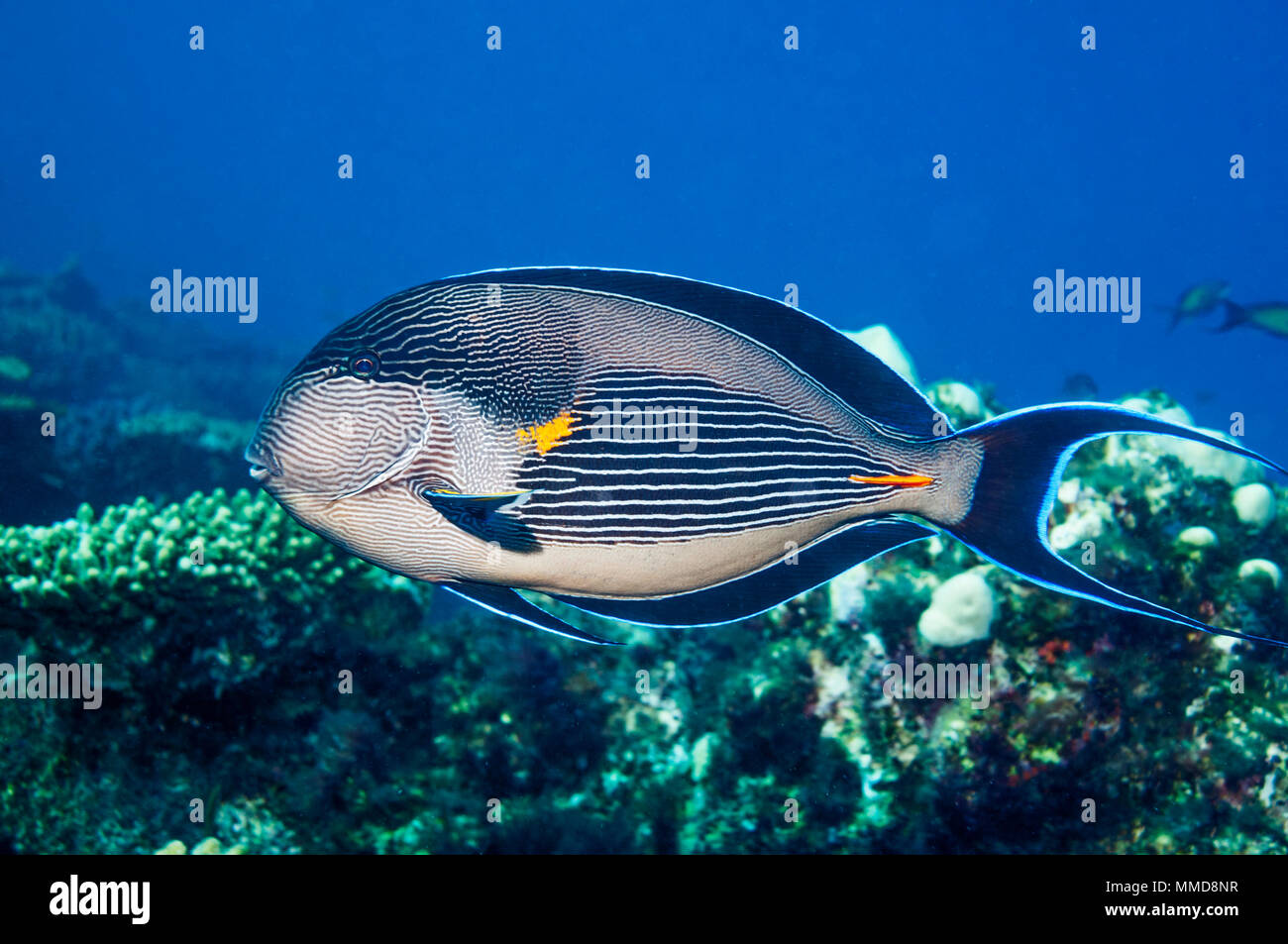 Sohal Doktorfische [Acanthurus sohal]. Heftig territoriale. Das rote Meer und die Arabischen Meer endemisch. Ägypten, Rot Stockfoto