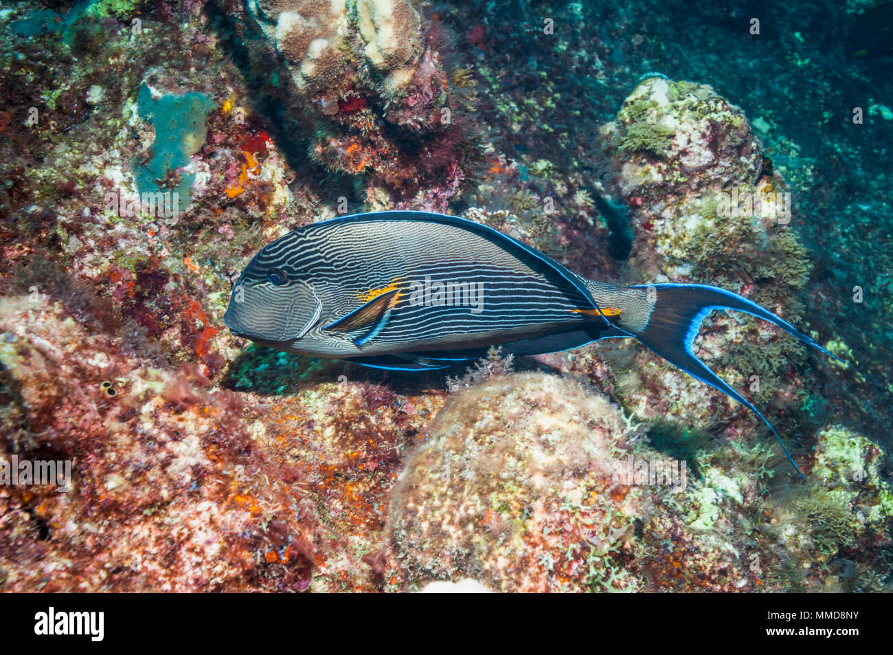 Sohal Doktorfische [Acanthurus sohal]. Heftig territoriale. Das rote Meer und die Arabischen Meer endemisch. Ägypten, Rot Stockfoto