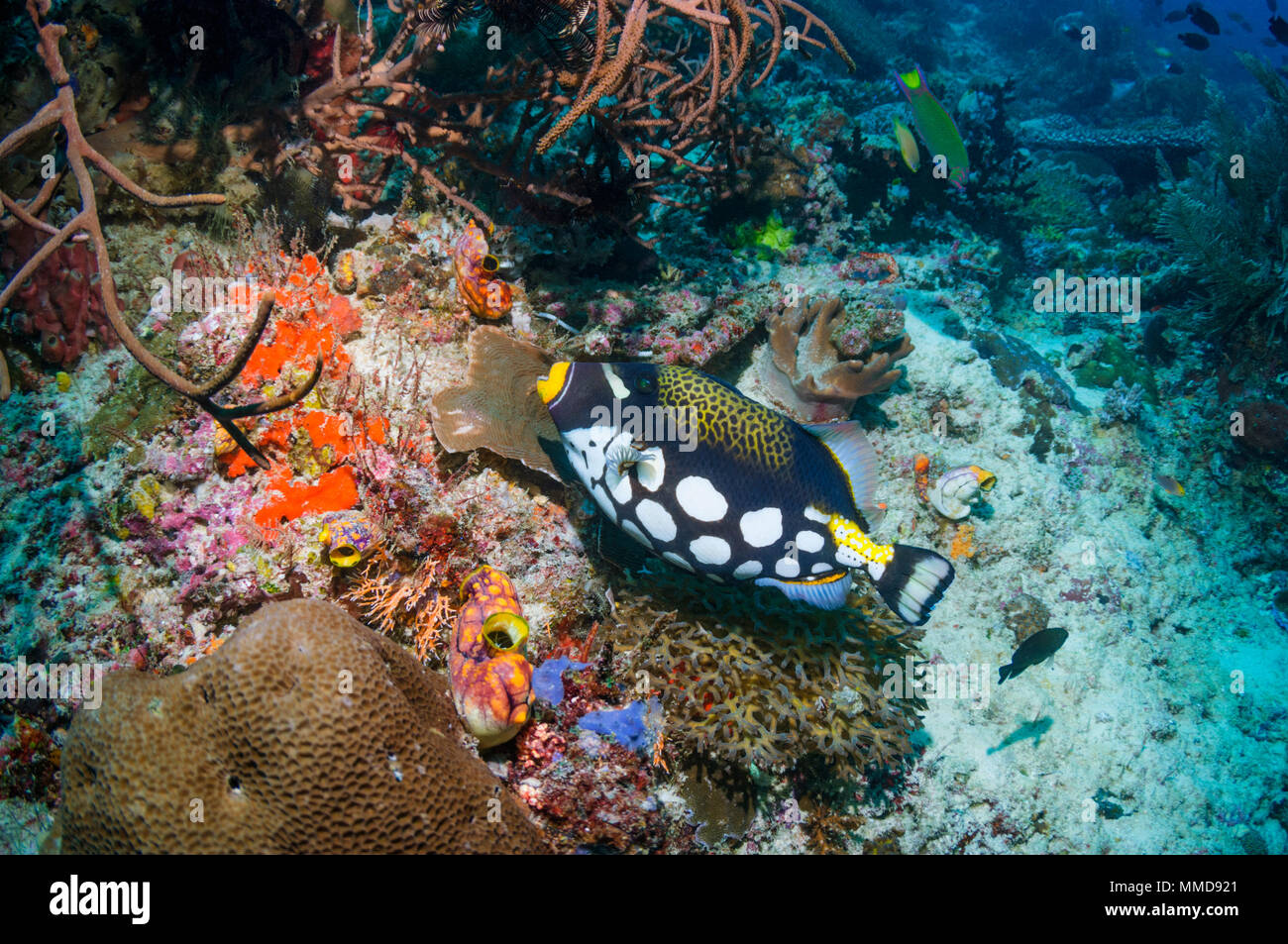 Clown Drückerfisch [Balistoides conspicillum]. Raja Ampat, West Papua, Indonesien. Stockfoto