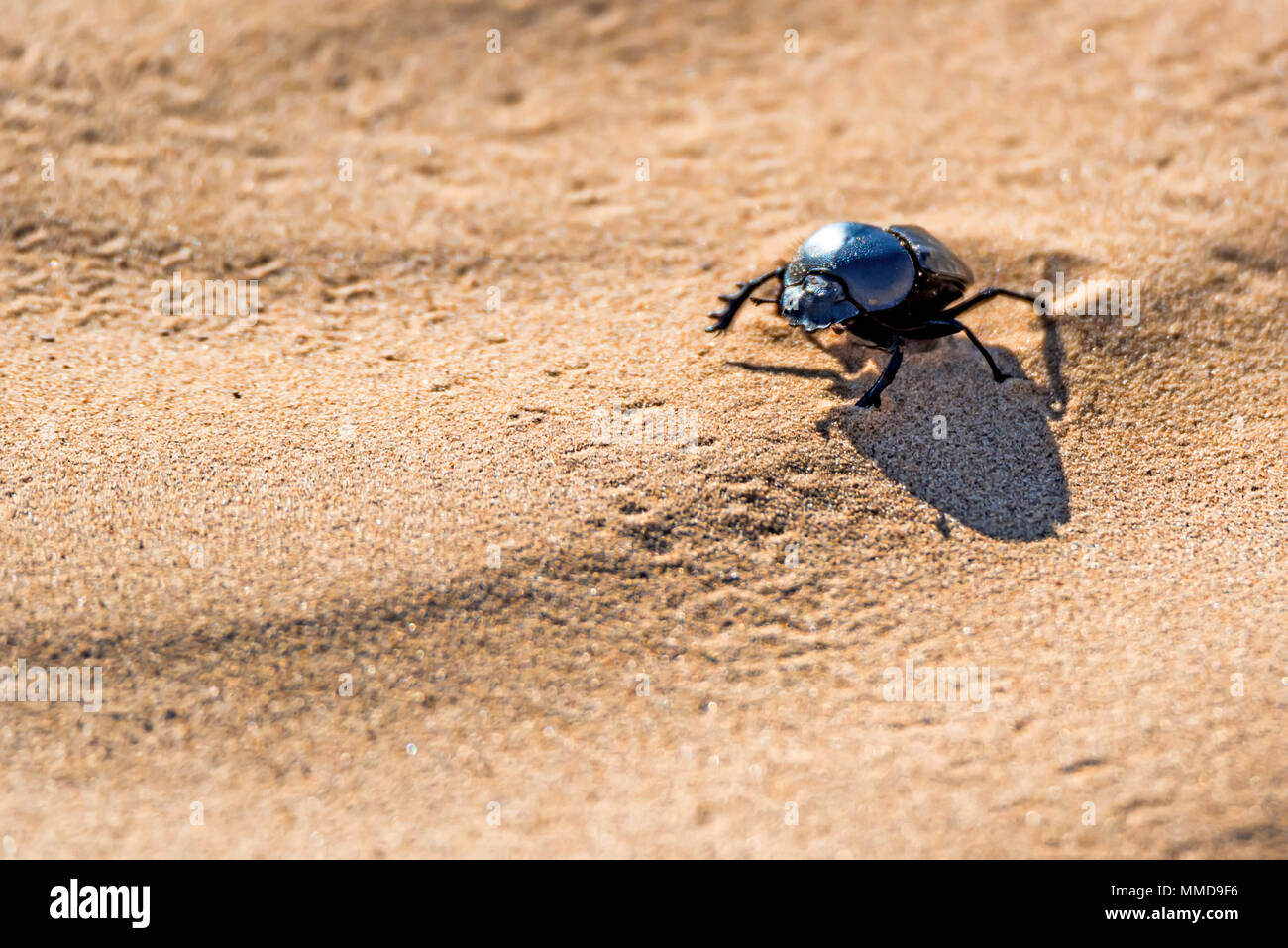 Single Scarabaeus sacer der Heilige Skarabäus auf dem Boden Stockfoto