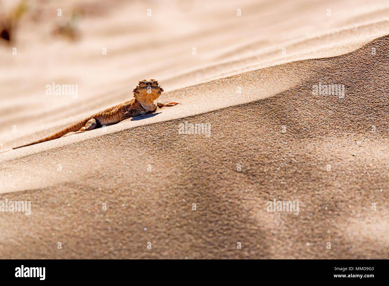 Beschmutzte Kröte - vorangegangen Agama auf Sand in der Nähe Stockfoto