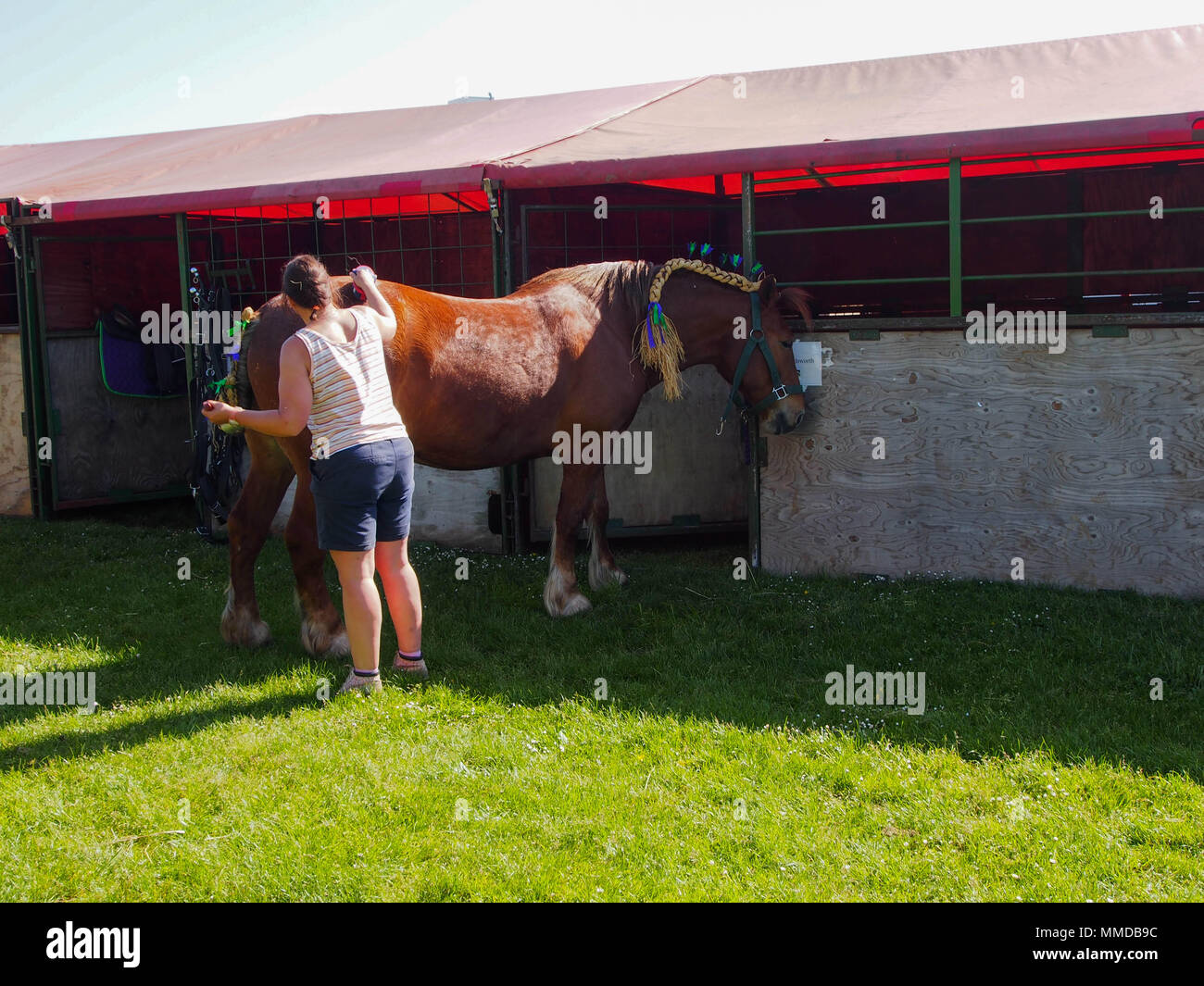 Ein pferdebesitzer pflegt ihre schweren Pferd in Vorbereitung für einen Wettbewerb. Stockfoto