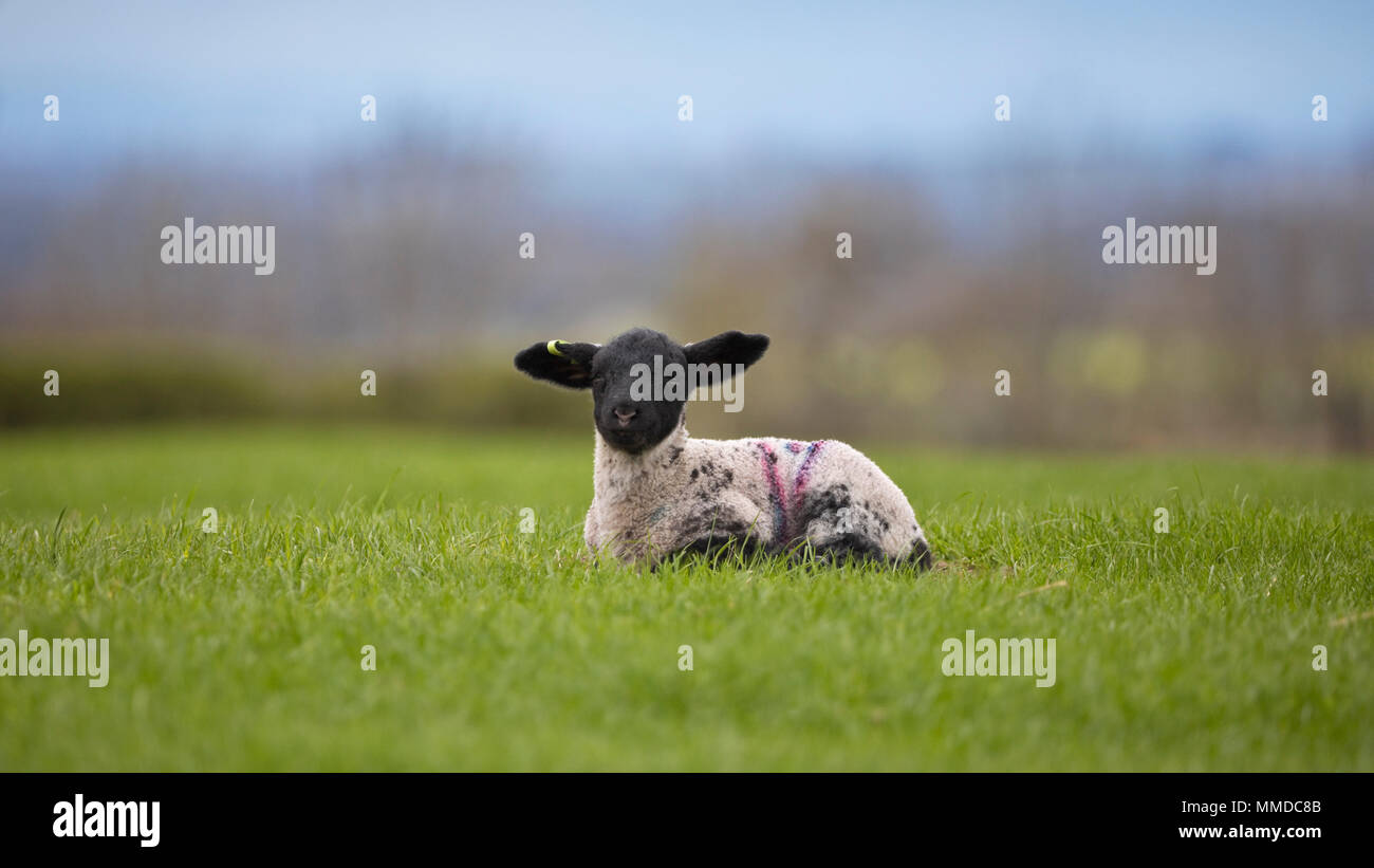 Lamm in einem Feld in North Yorkshire, England, Großbritannien Stockfoto