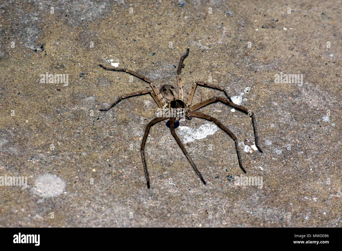 Huntsman Spinne. Stockfoto