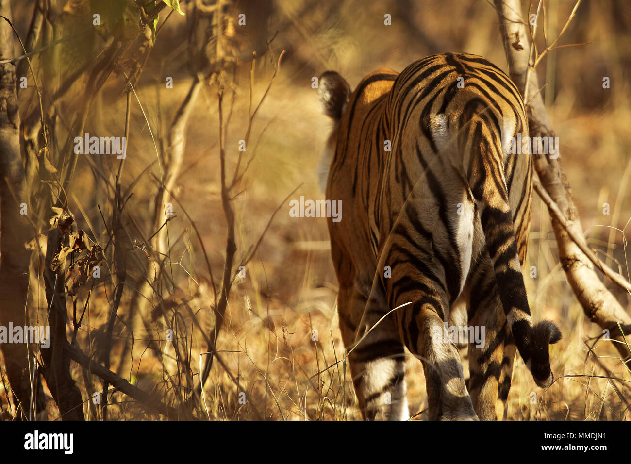 Tiger Reserve, Satpura in Indien Stockfoto