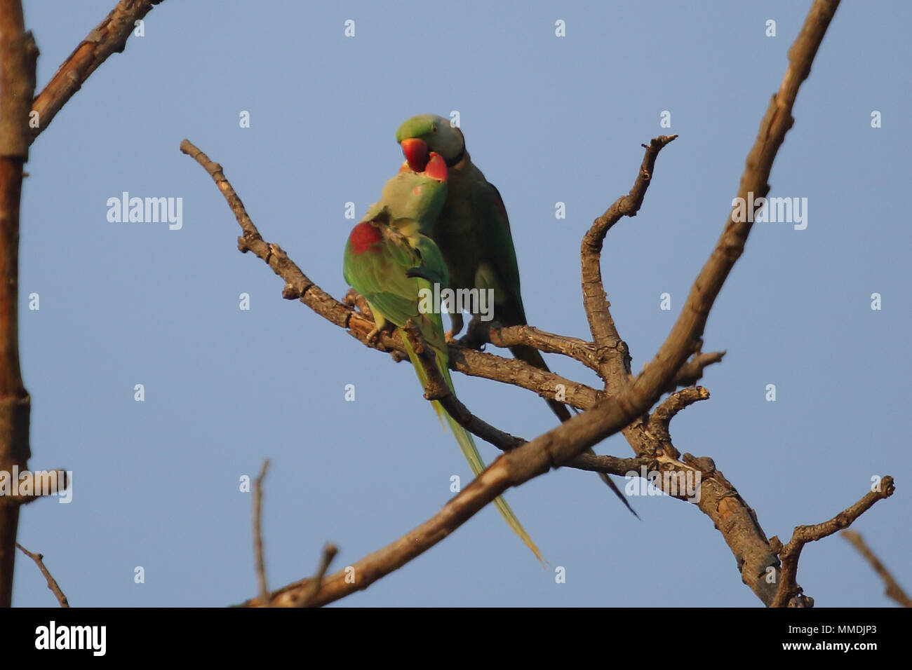 Tiger Reserve, Satpura in Indien Stockfoto