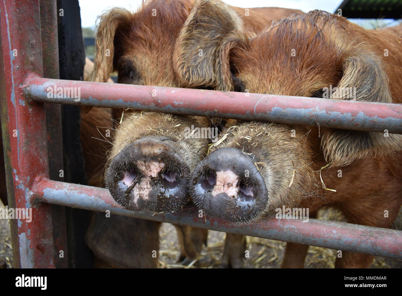 Schwein Rüssel an einem Bauernhof in den See Dsitrict Stockfoto