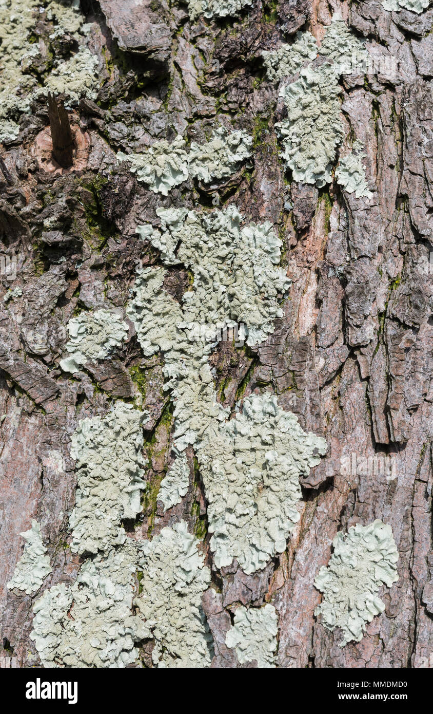 Gemeinsame Greenshield Flechten (Flavoparmelia caperata), eine foliose Flechten, wachsen auf einem Baumstamm in Großbritannien. Stockfoto