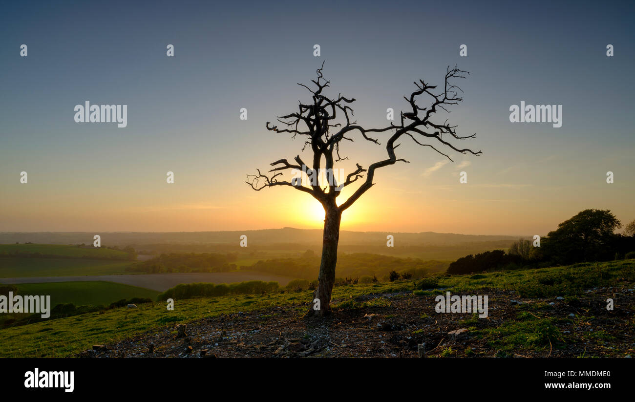 Toter Baum gegen Sonnenuntergang auf alten Winchester Hill, South Downs, Hampshire, UK Silhouette Stockfoto