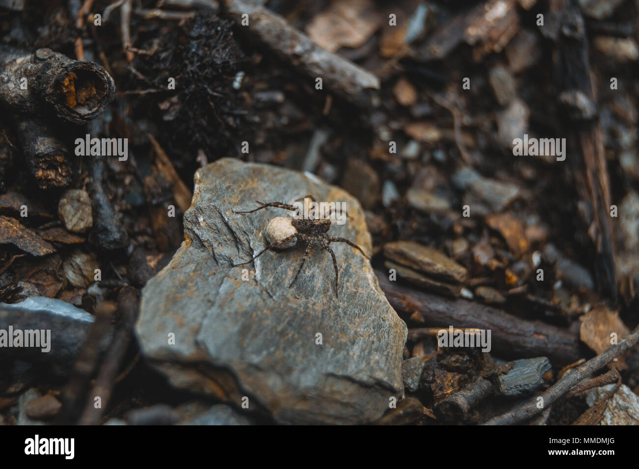 Braune Spinne mit ei Sack auf den Boden des Waldes, auf einem Stein Stockfoto
