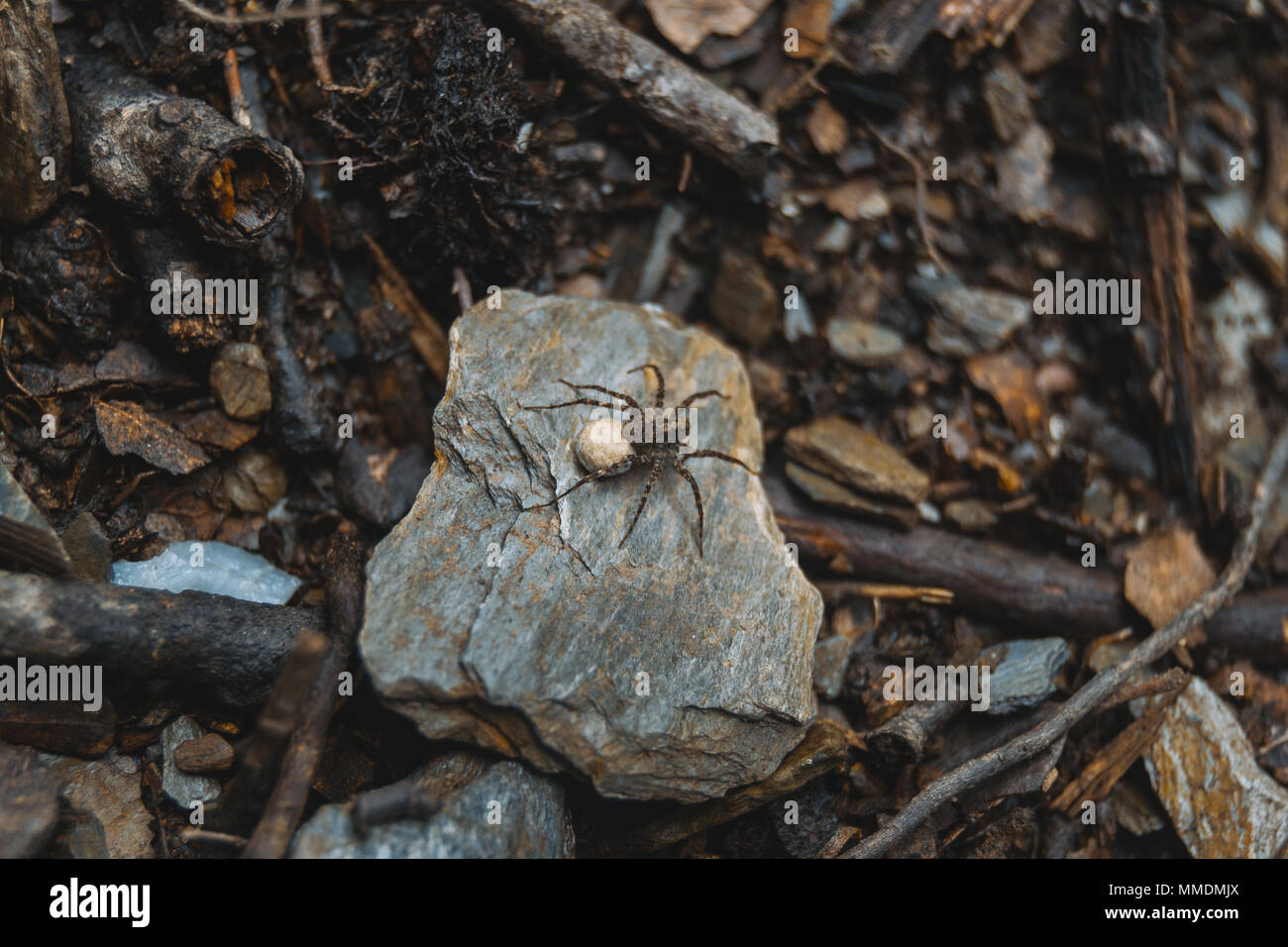 Braune Spinne mit ei Sack auf den Boden des Waldes, auf einem Stein Stockfoto