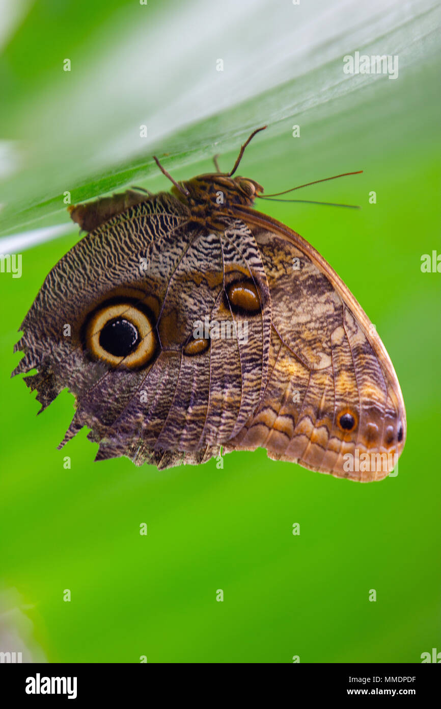 Eine schöne Nahaufnahme von einem Schmetterling auf den Kopf ruht auf einem grünen Blatt Stockfoto