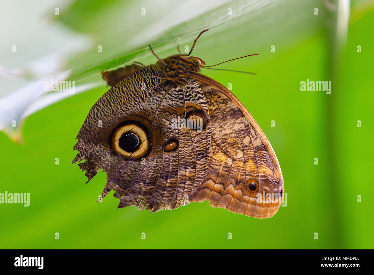 Eine schöne Nahaufnahme von einem Schmetterling auf den Kopf ruht auf einem grünen Blatt Stockfoto