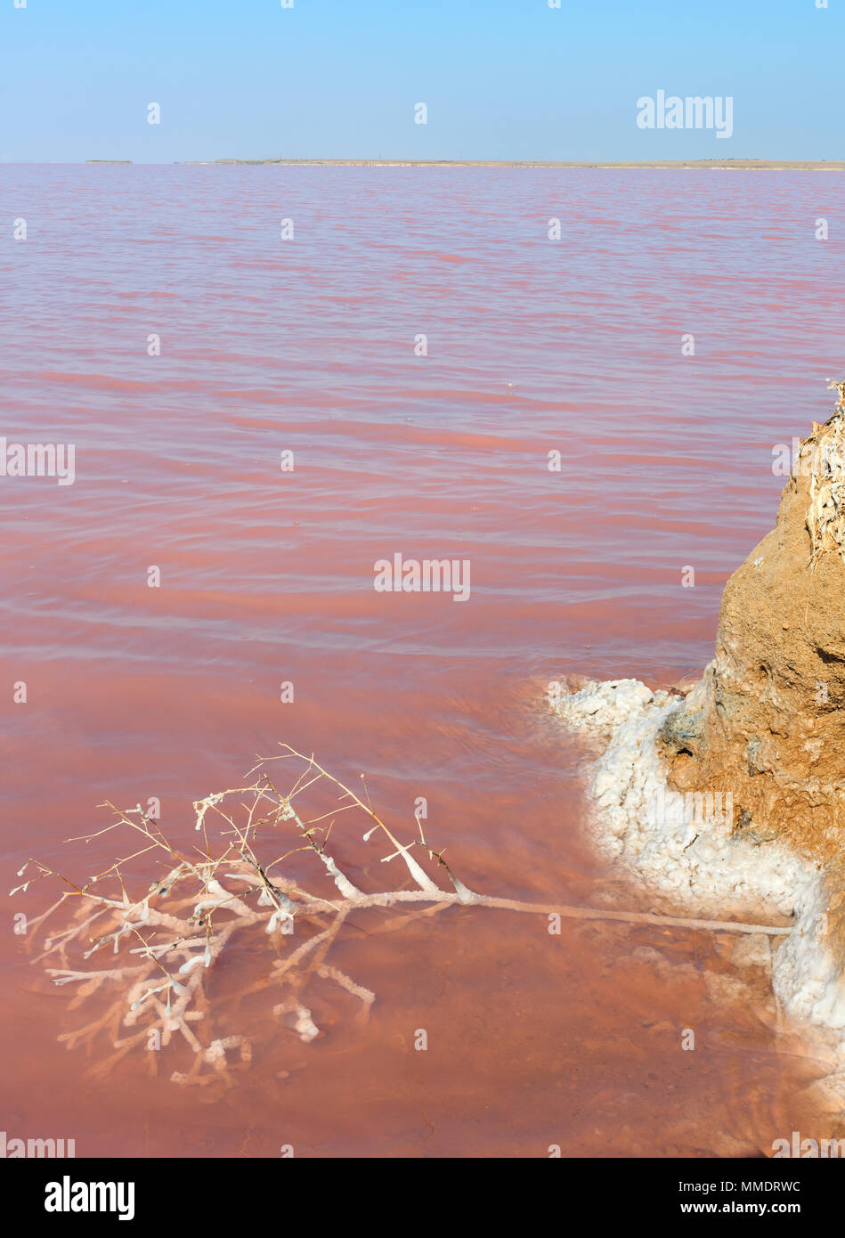 Wasserfläche von Pink extrem salzig Syvash See, gefärbt durch Mikroalgen. Und kleine tote Pflanze bedeckt mit kristallinen Salz. Ukraine, Kherson Region, Stockfoto