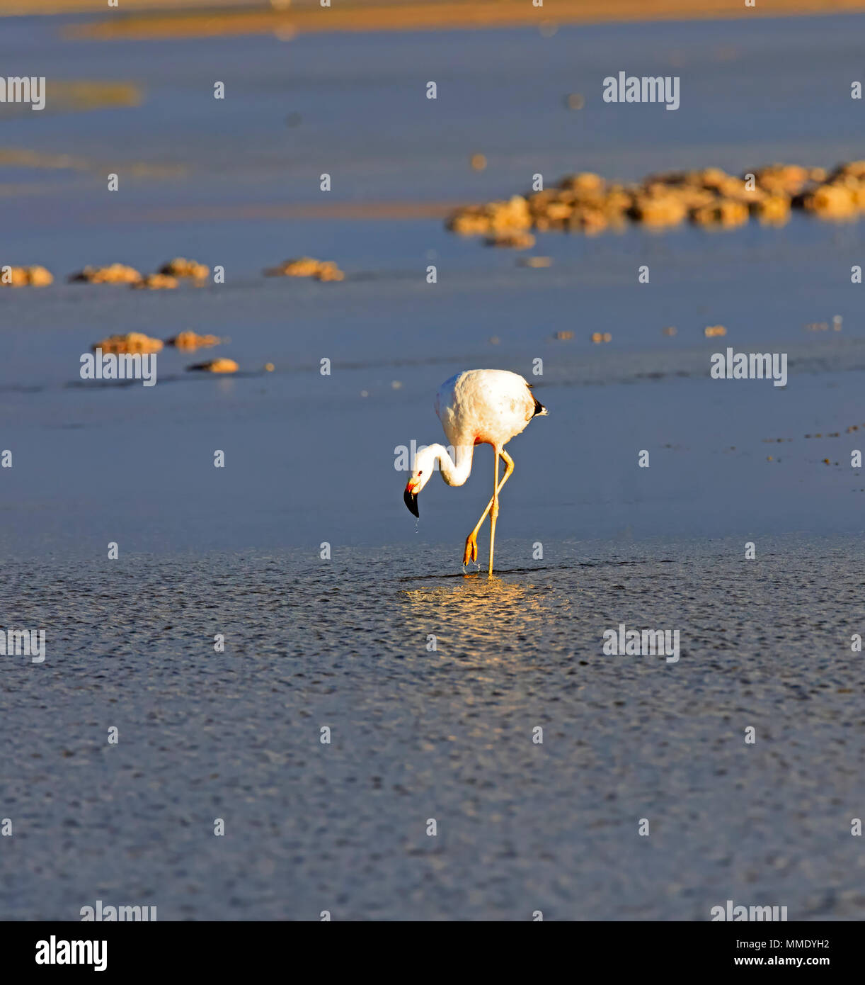 Anden Flamingo, Phoenicoparrus andinus Stockfoto
