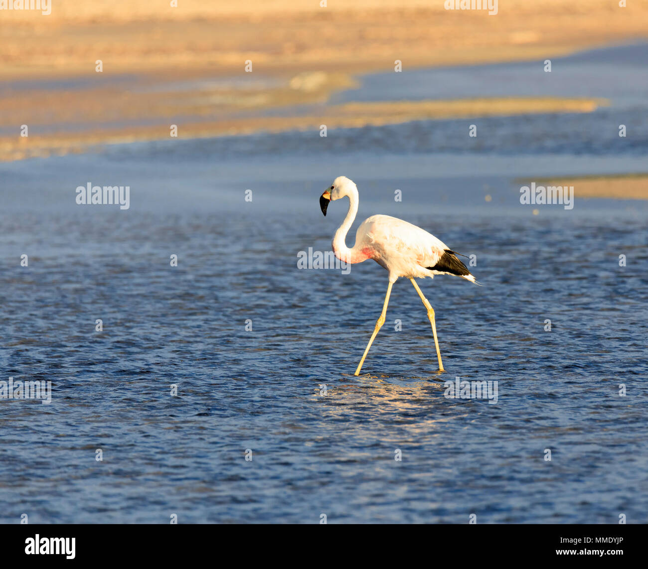 Anden Flamingo, Phoenicoparrus andinus Stockfoto