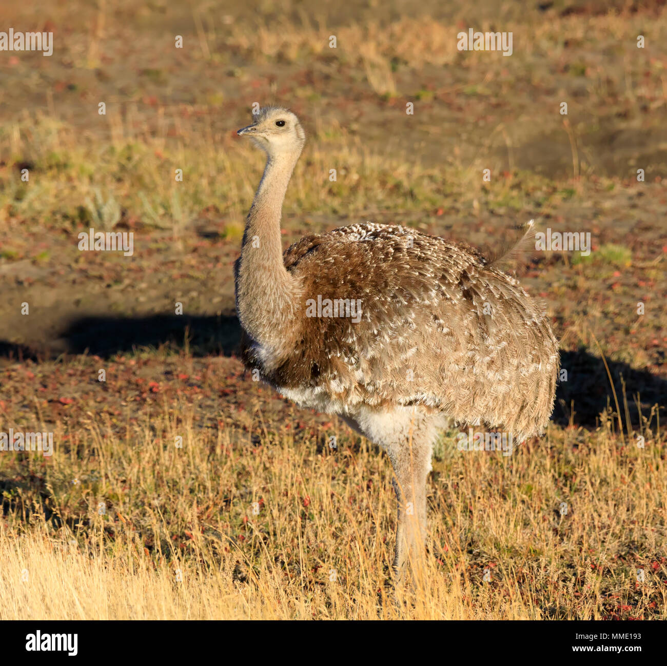Darwins Rhea Rhea pennata Stockfoto