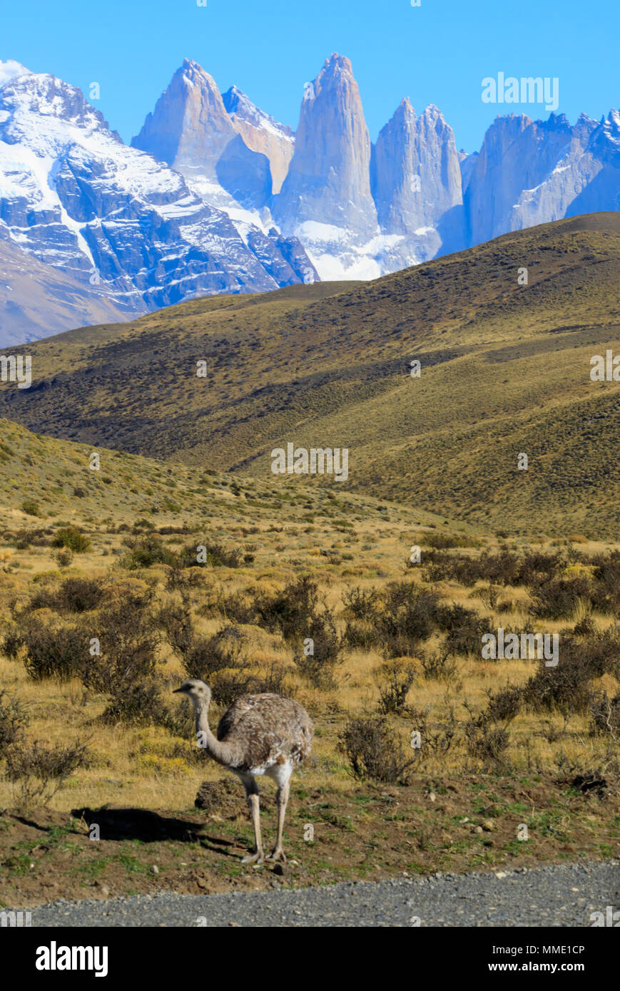 Darwins Rhea Rhea pennata und Torres del Paine, Patagonien Stockfoto