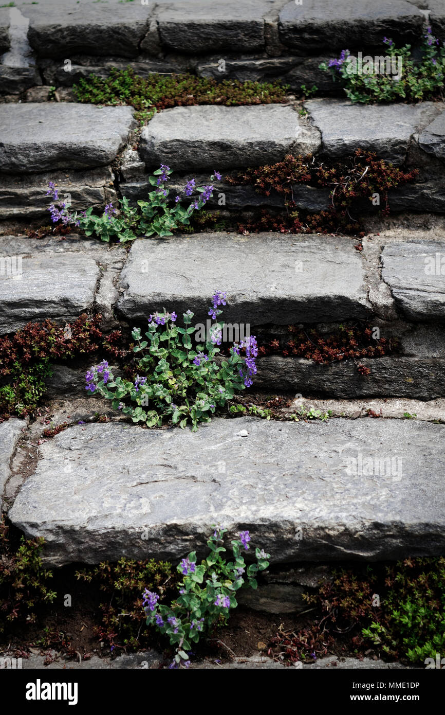 Der frühe Frühling Wildblumen wachsen zwischen den Rissen aus Stein garten Schritte. Stockfoto