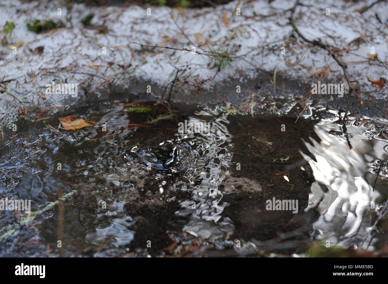Brunnen mit frischem Wasser, schlagen aus dem Boden in einem Nadelwald. Stockfoto