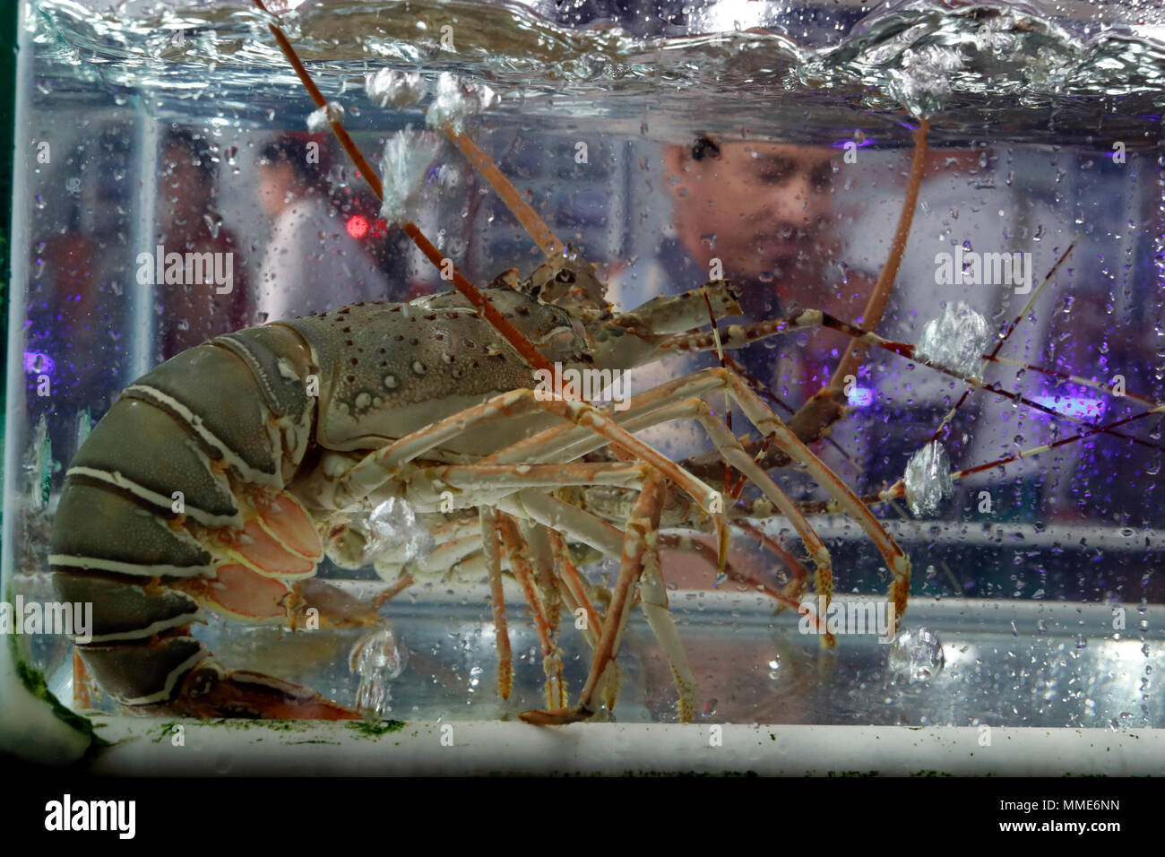 Seafood Restaurant in Duong Dong Stadt. Hummer. Phu Quoc. Vietnam. Stockfoto