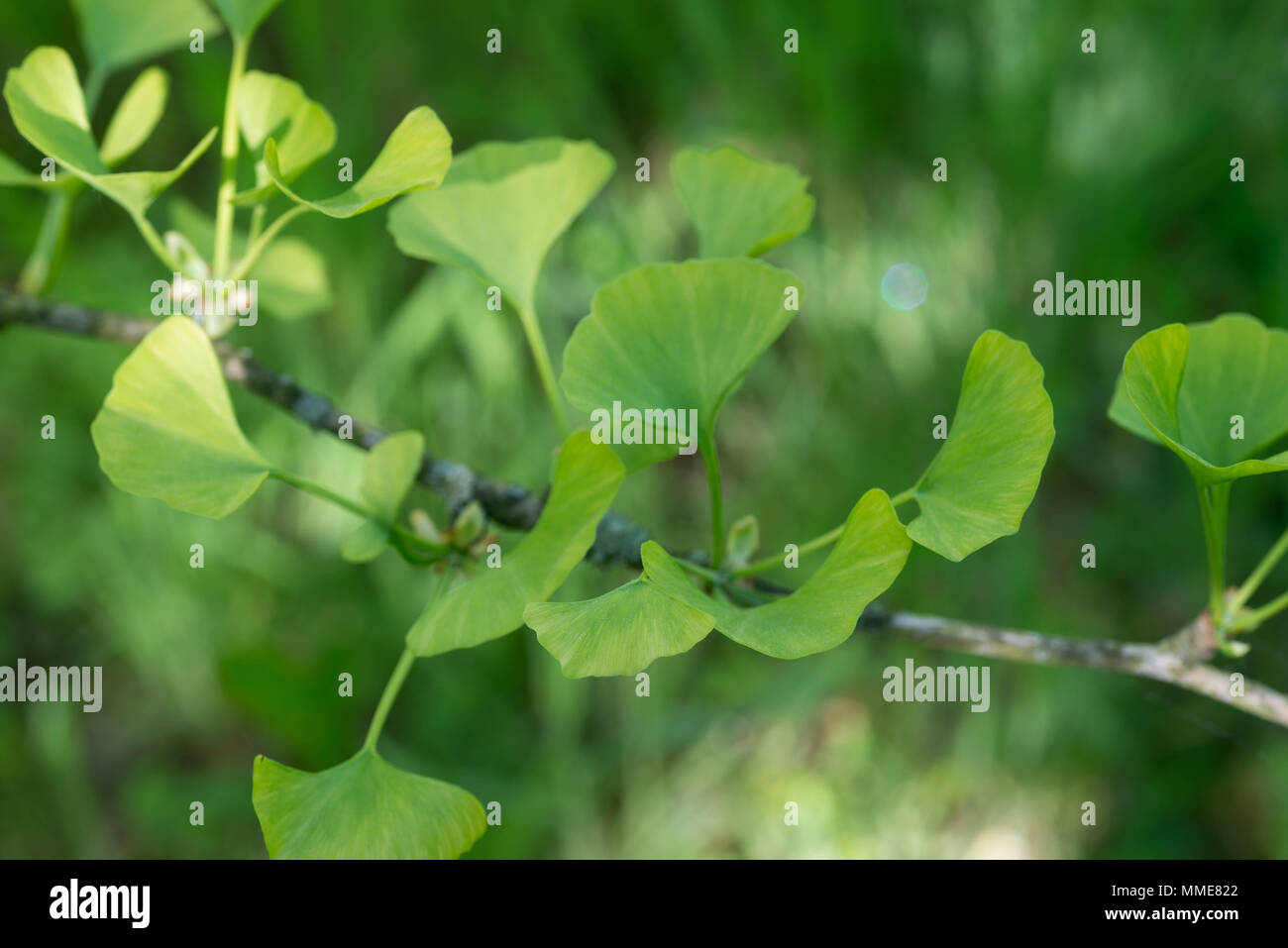 Ginko biloba Junge grüne Blätter Makro selektiven Fokus Stockfoto
