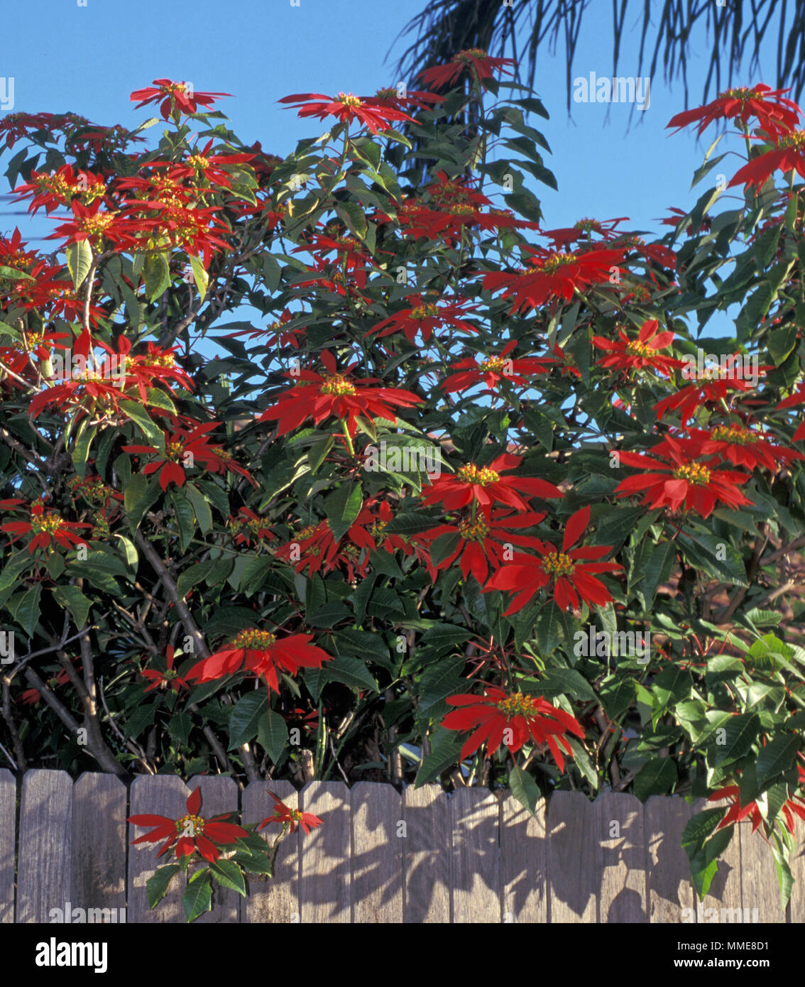 Poinsettia bush -Fotos und -Bildmaterial in hoher Auflsung  Alamy