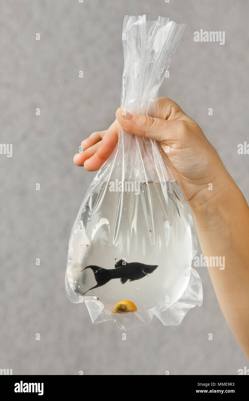 Paket mit einem gekauften Fische in die Hände der Aquarianer Stockfoto