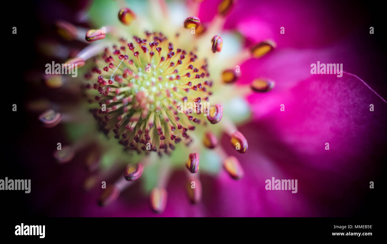 Pineberry Blume/Fragaria ananassa Stockfoto