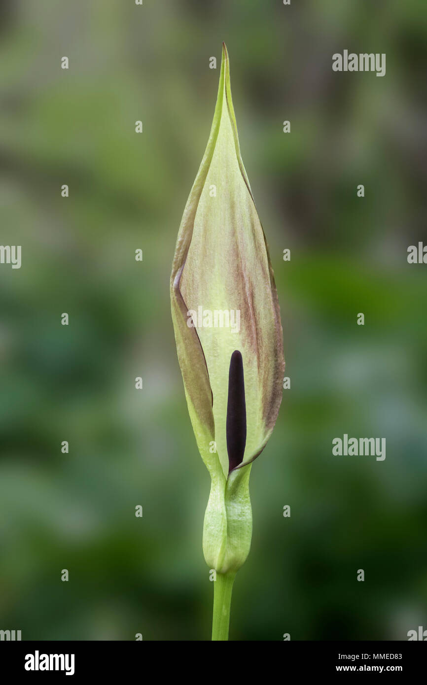 Kuckuck Pint auch als Lords und Ladies bekannt. Lateinischer Name Arum maculatum Stockfoto