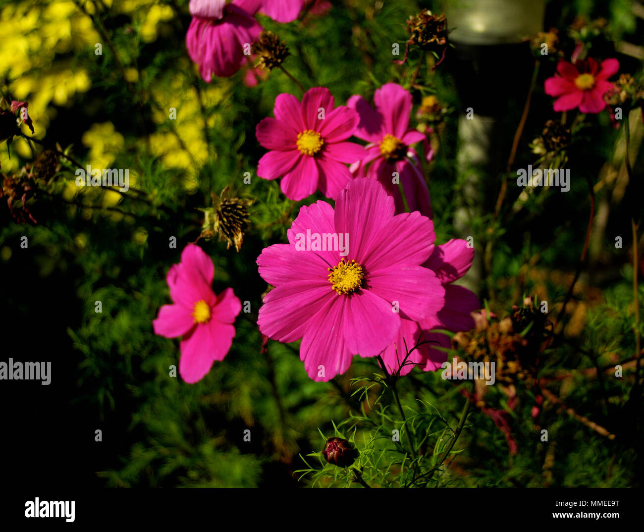 Lila Blumen in einem Garten Stockfoto