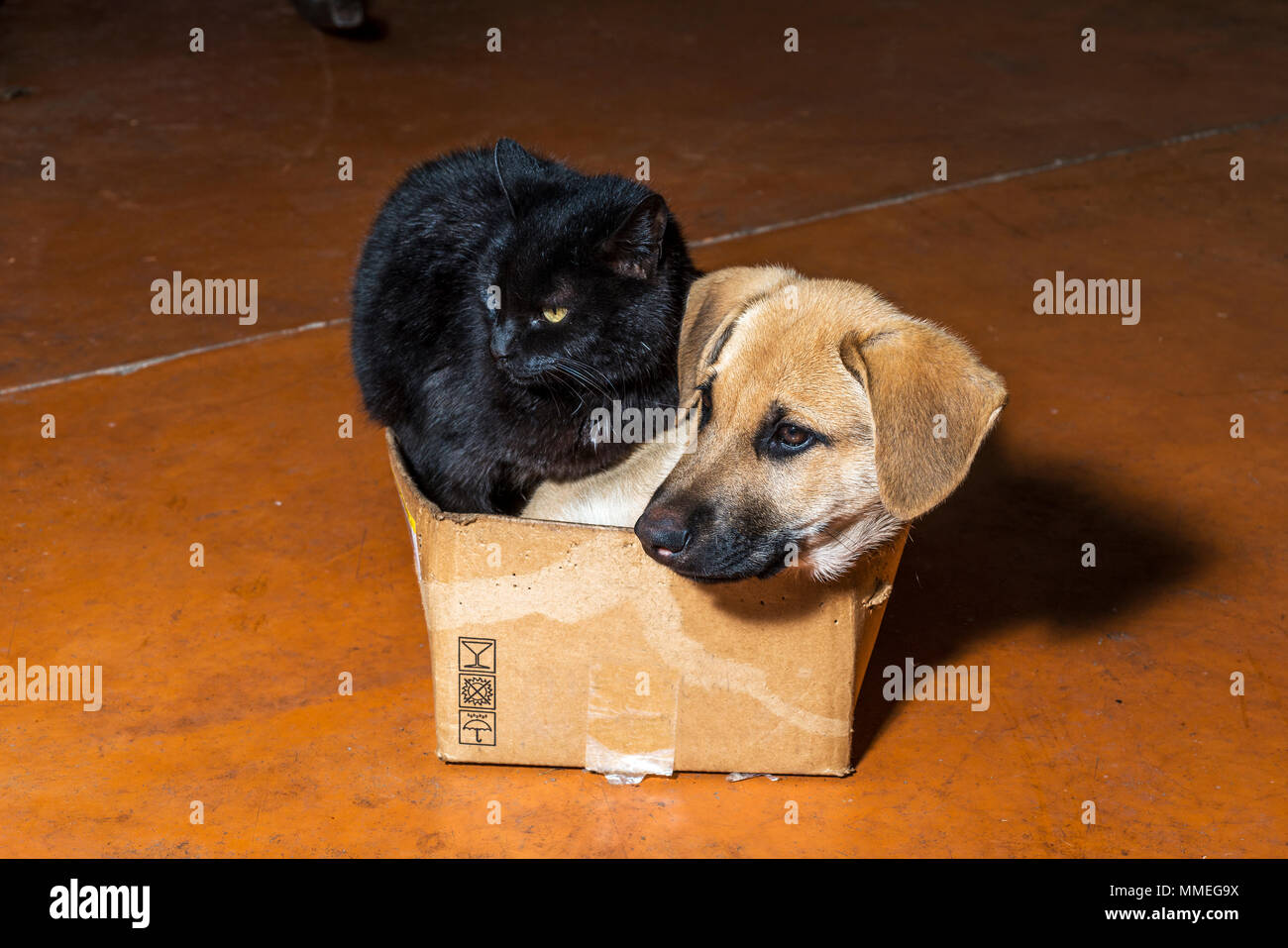 Brauner Hund und schwarze Katze in einem Karton Stockfoto