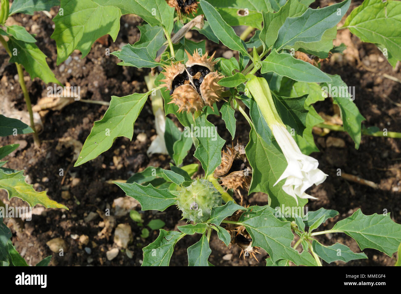 Blumen und Samen zu einem jimson weed Anlage Stockfoto