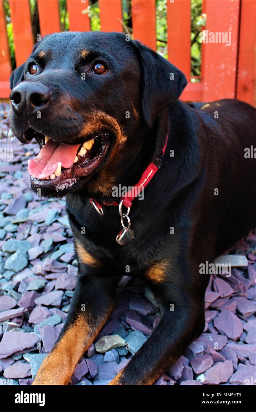 Ein erwachsenes Männchen Rotterman (Rottweiler kreuz Dobermann) Hund Stockfoto