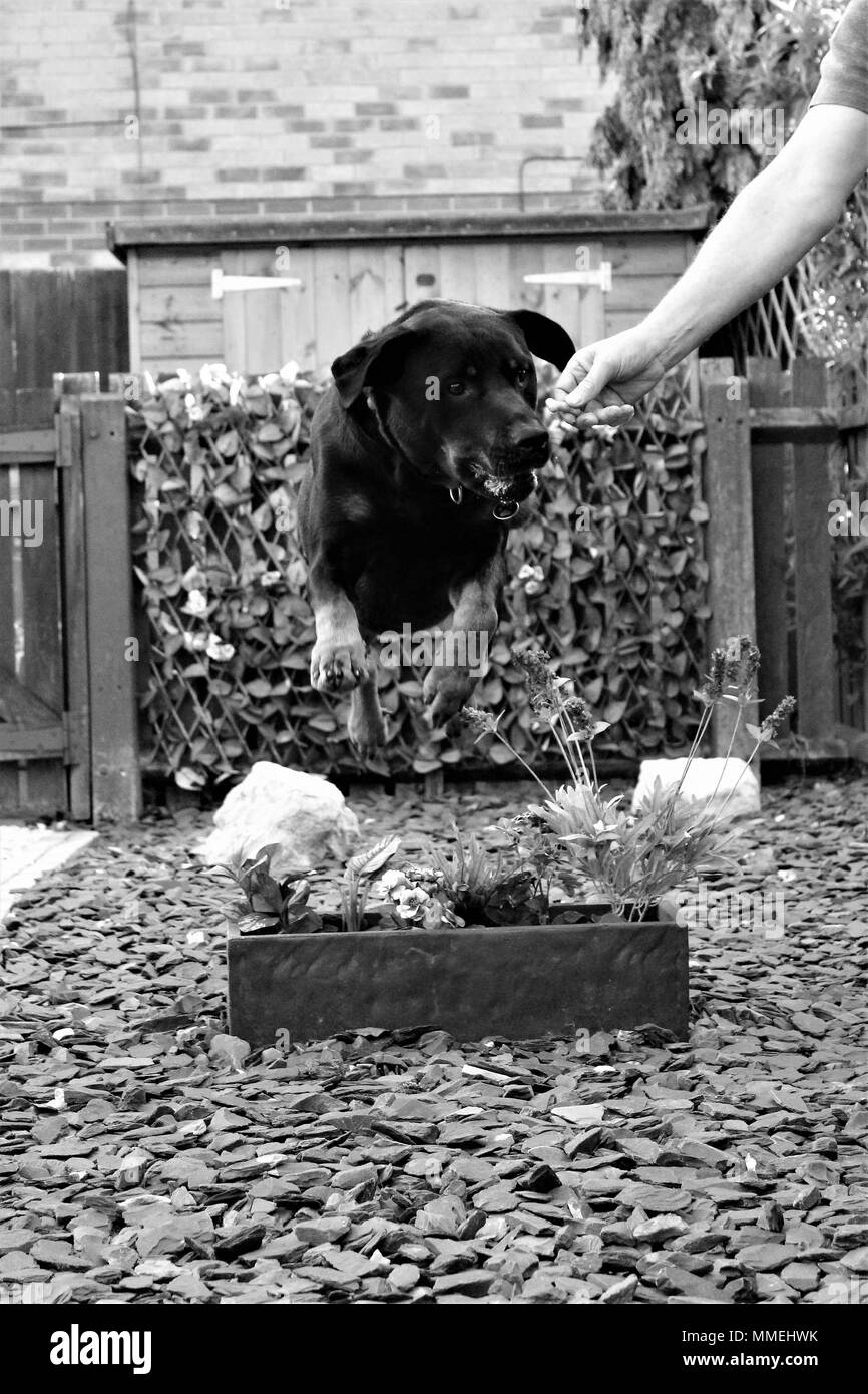 Ein erwachsenes Männchen Rotterman Hund springen für eine Behandlung über ein Blumenbeet in seinem Garten. Stockfoto
