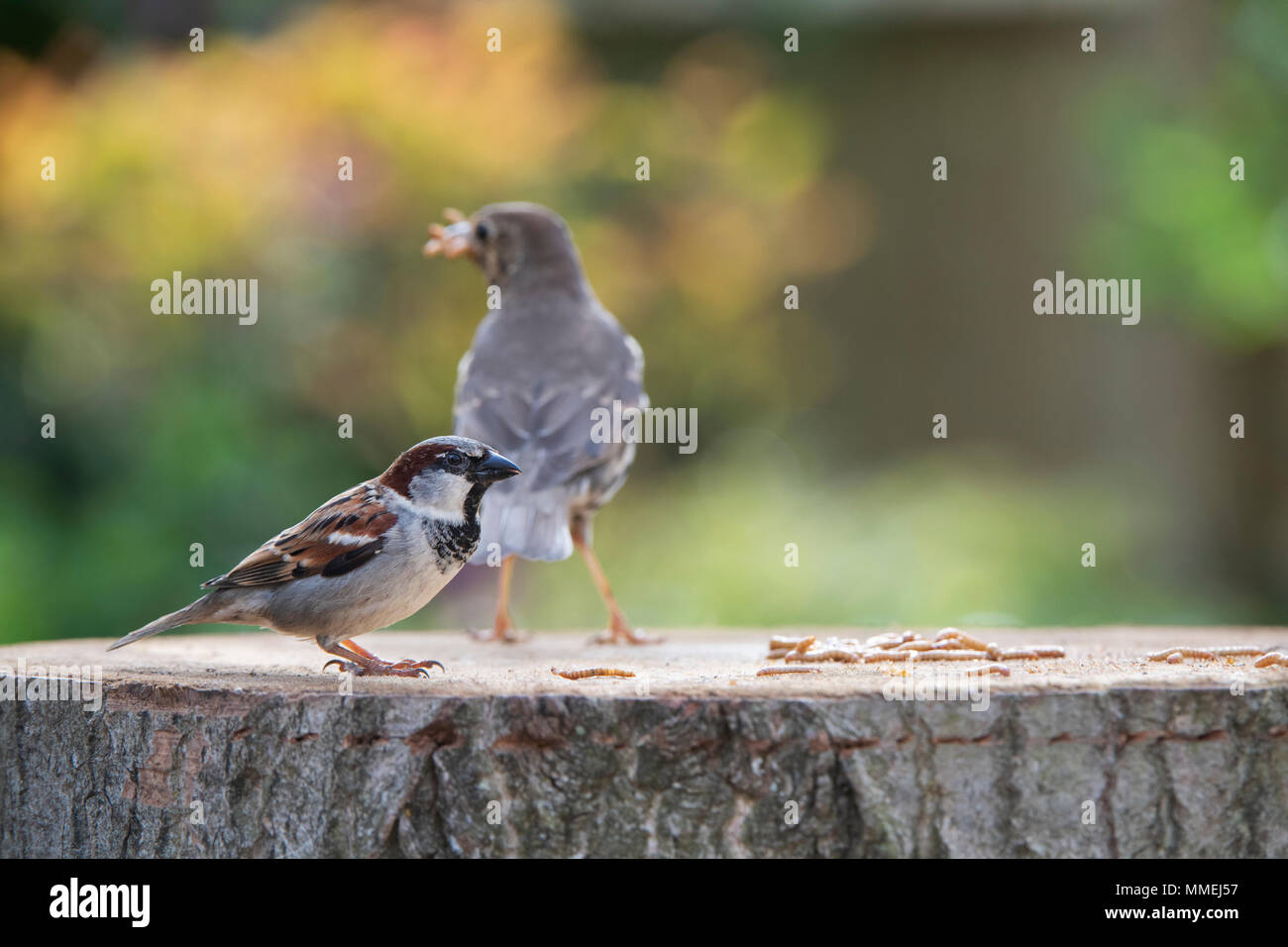 Passer domesticus. Haussperling und singdrossel Fütterung auf Mehlwürmer auf einen Vogel. Großbritannien Stockfoto