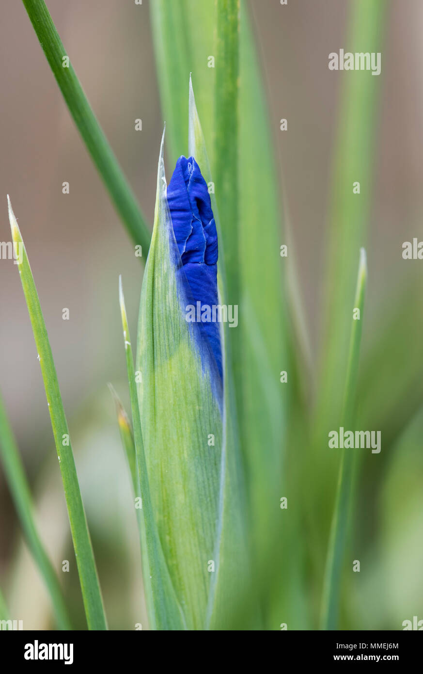 Iris x Hollandica 'Blue Magic'. Dutch Iris. Fleur de Lis 'Blue Magic' Blütenknospe Eröffnung im Frühjahr. Großbritannien Stockfoto