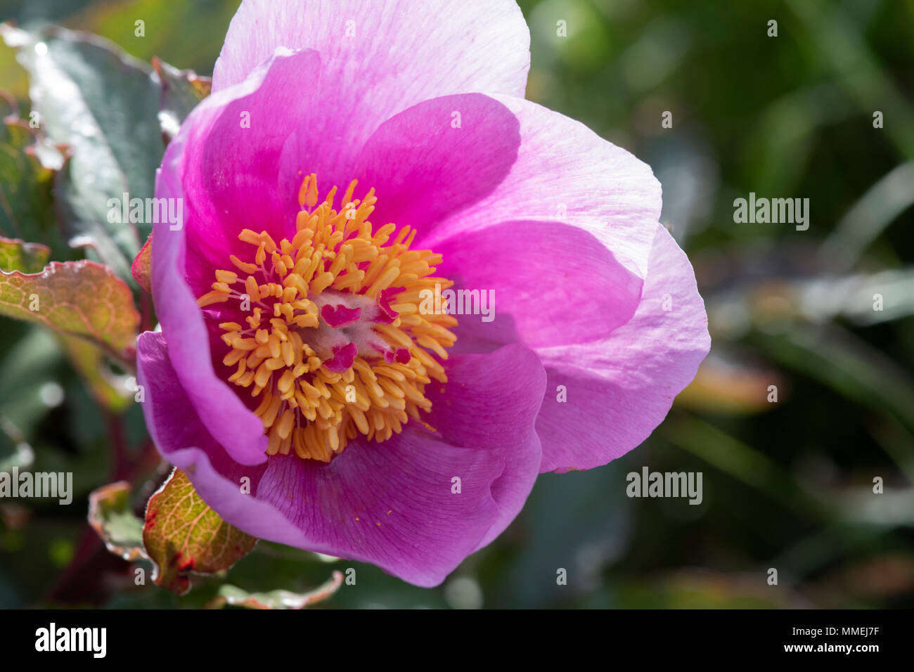 Paeonia mascula ssp russoi. Rosa magenta Pfingstrose Stockfoto