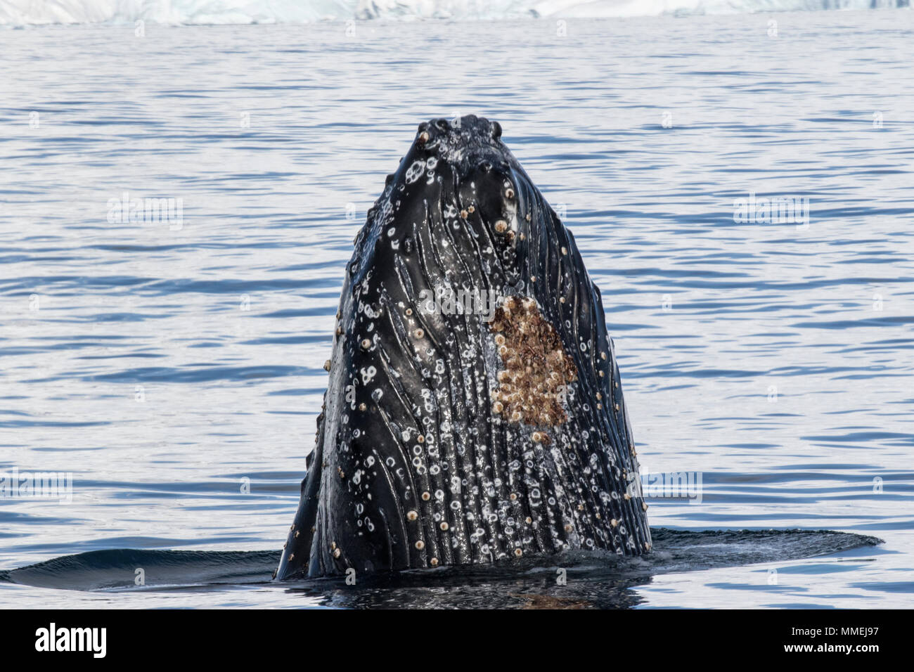 Buckelwal Megaptera novaeangliae, Kälberspionage, die an der Meeresoberfläche hüpft, mit Blick auf den Wal, Fournier Bay, Antarktis Stockfoto