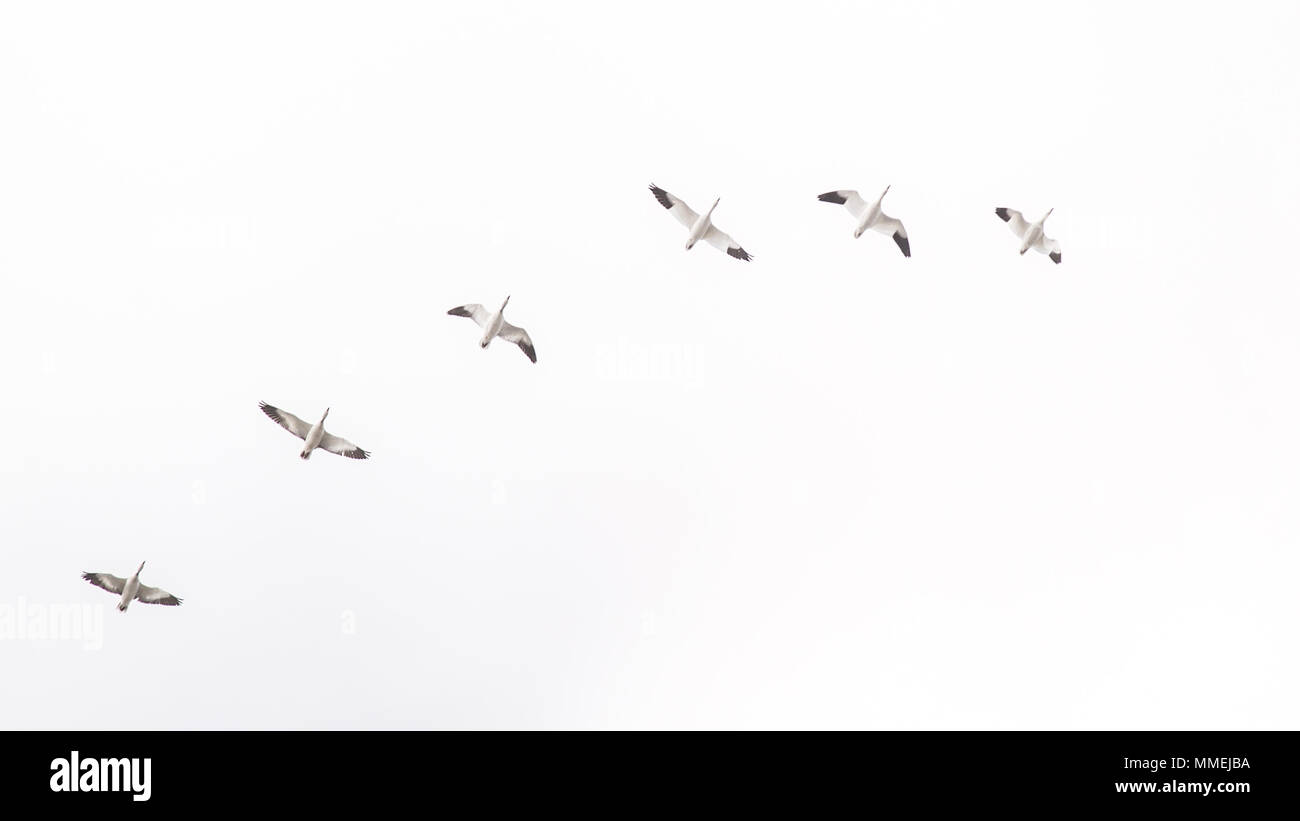 Snow goose Migration im April in Baie-du-Febvre, Quebec, Kanada Stockfoto