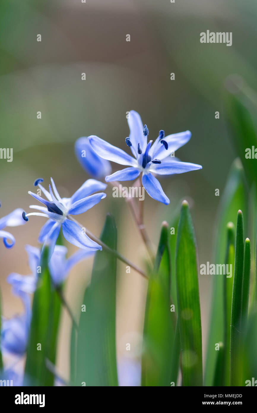 Scilla bifolia. Alpine blausterne Blumen und Blüten sowie deren Knospen, Stockfoto