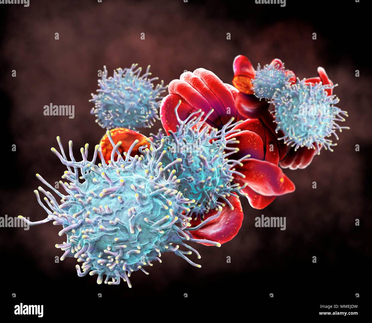 In aktivierten T-Lymphozyten und der roten Blutkörperchen (Erythrozyten). Farbige Scanning Electron Micrograph (SEM) von aktivierten T-Lymphozyten und RBCs aus menschlichem Blut Stockfoto